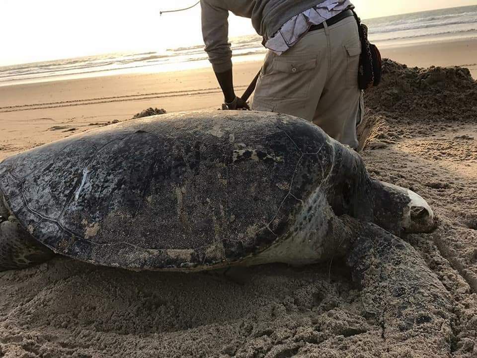 Alerte : Une usine implantée par des Chinois à Abéné en Casamance, accusée de pollution (Photos)