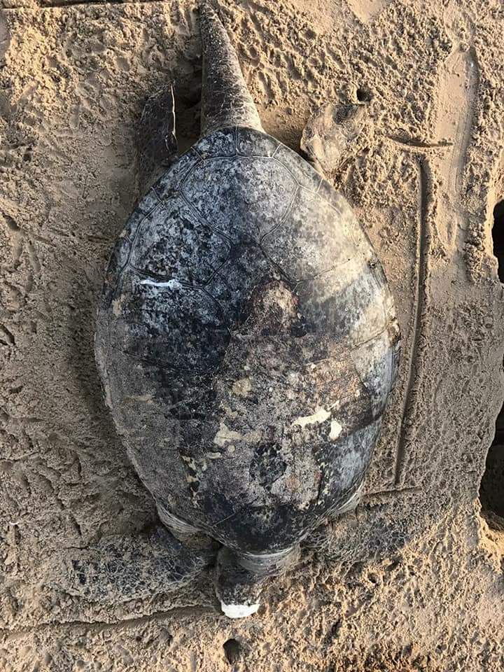 Alerte : Une usine implantée par des Chinois à Abéné en Casamance, accusée de pollution (Photos)