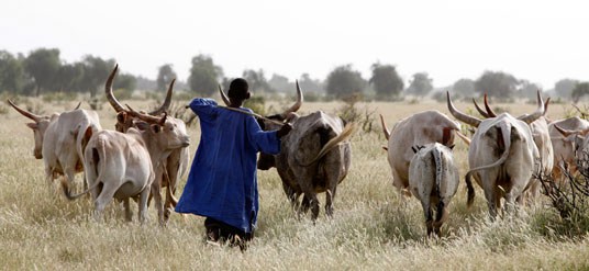 Bambilor : A l'aide d'un coupe-coupe, le jardinier Mamadou Faty sectionne les quatre doigts d'un berger, âgé de 15 ans