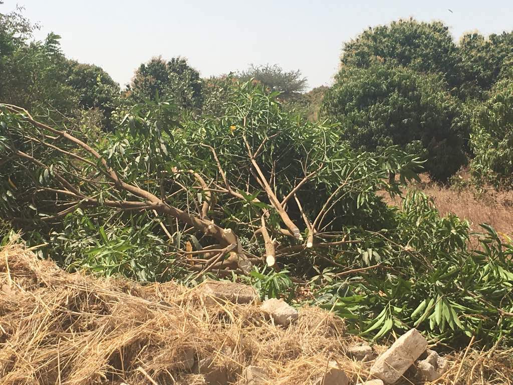 Ngékhokh : les impactés de l'autoroute accusent Ageroute et les Chinois d’expropriation via bulldozer... sans indemnisation