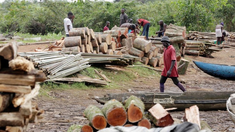 Coupe de bois en Casamance: vive tension entre les maires de Sindian et de Oulampane