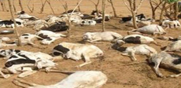 Ranch de Dolly : 6354 têtes de bétail tuées après la forte pluie
