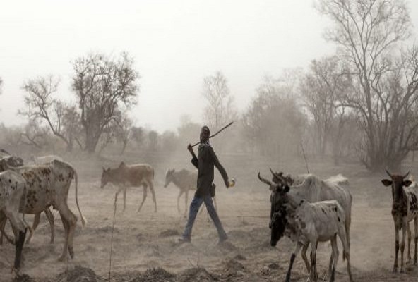 Un jeune éleveur peulh écope de 3 mois ferme : il avait asséné des coups de hache à son antagoniste