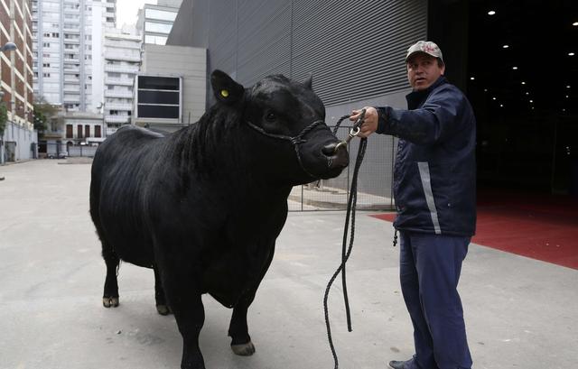 Coupe du monde 2018: Des agriculteurs argentins nomment un taureau «Mbappé» en l'honneur du champion