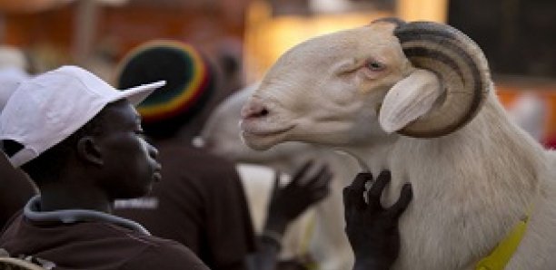 Tabaski 2018 : Risque de hausse des prix du mouton