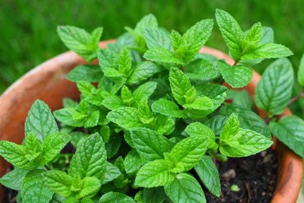 7 plantes qui éloignent les moustiques