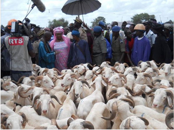Tabaski : le Directeur de l’Elevage évalue les besoins à 750 000 moutons