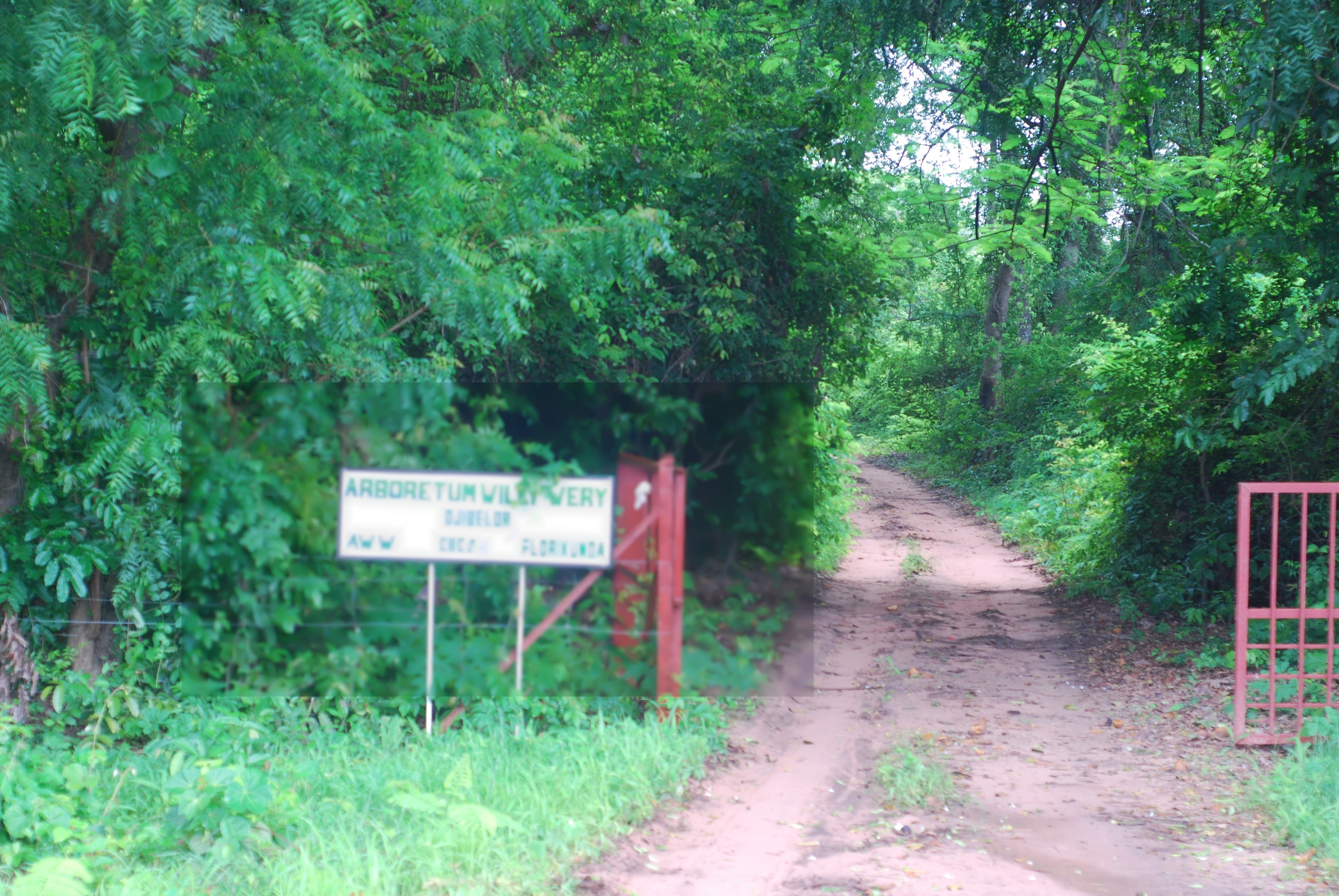 Casamance: Quatre exploitants forestiers portés disparus 