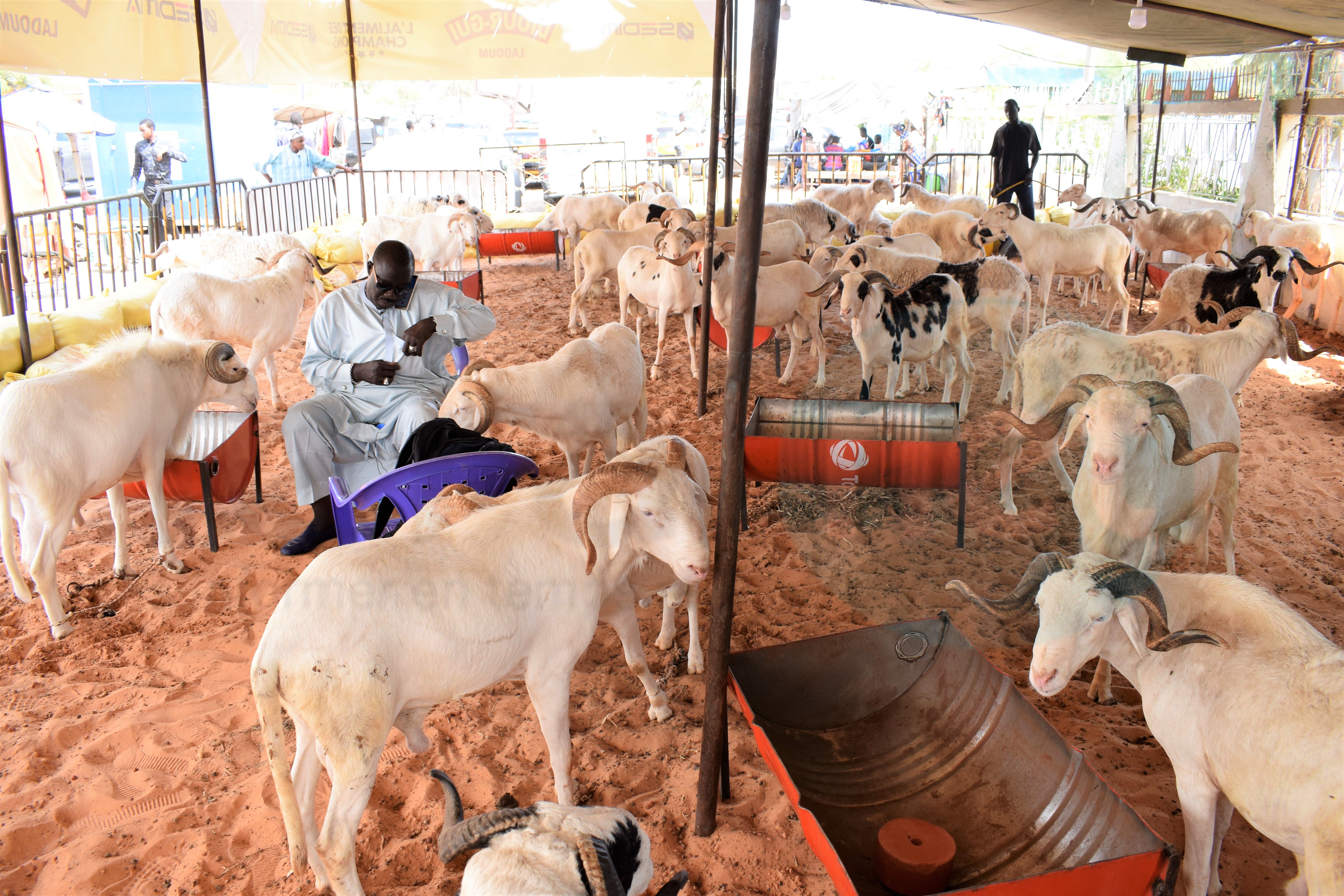 Opération Tabaski : Khadim Samb vous propose des moutons de race pour fêter l'Aïd El Kebir
