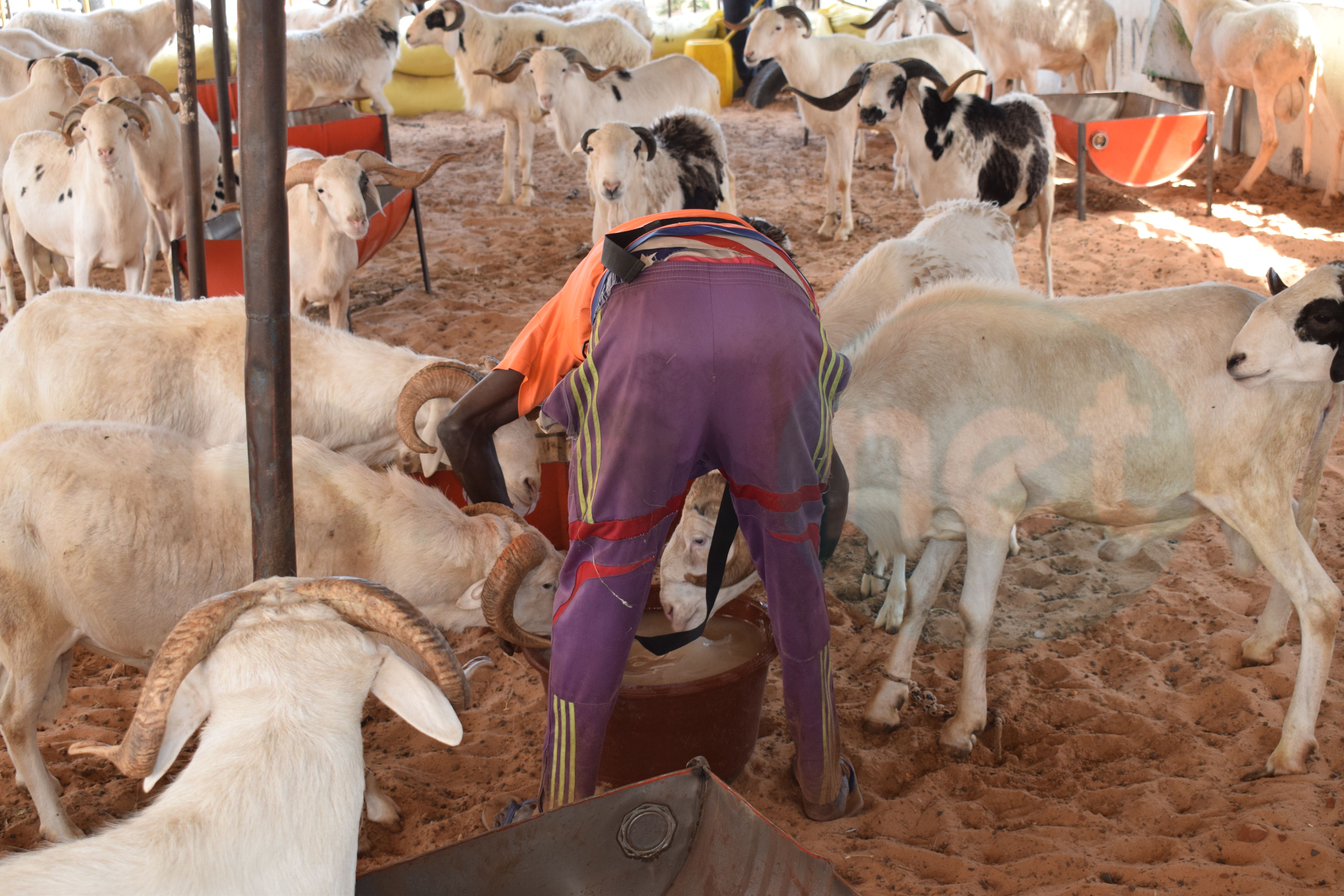 Opération Tabaski : Khadim Samb vous propose des moutons de race pour fêter l'Aïd El Kebir