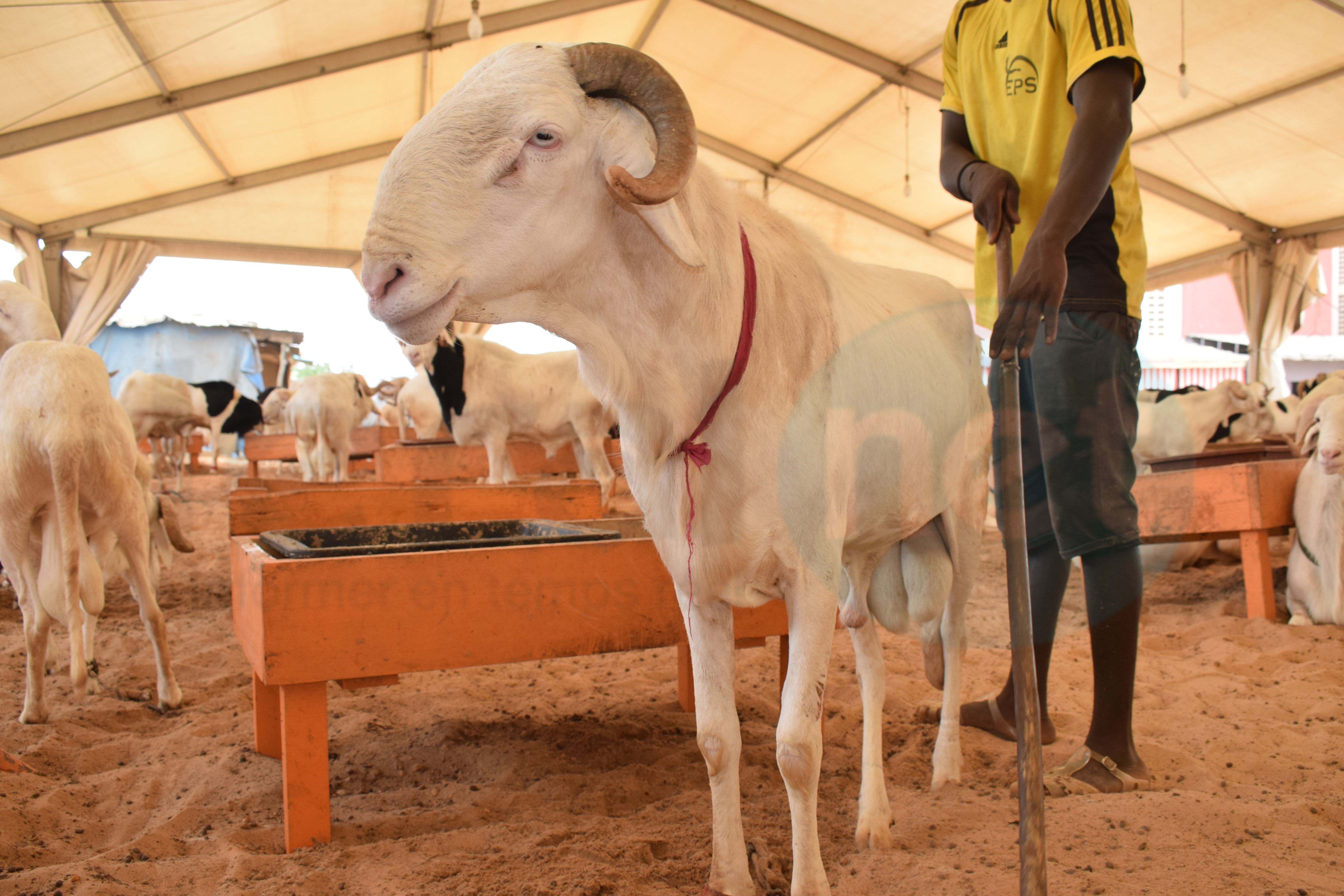 Bergerie Khadim Rassoul : Achetez un mouton moins cher