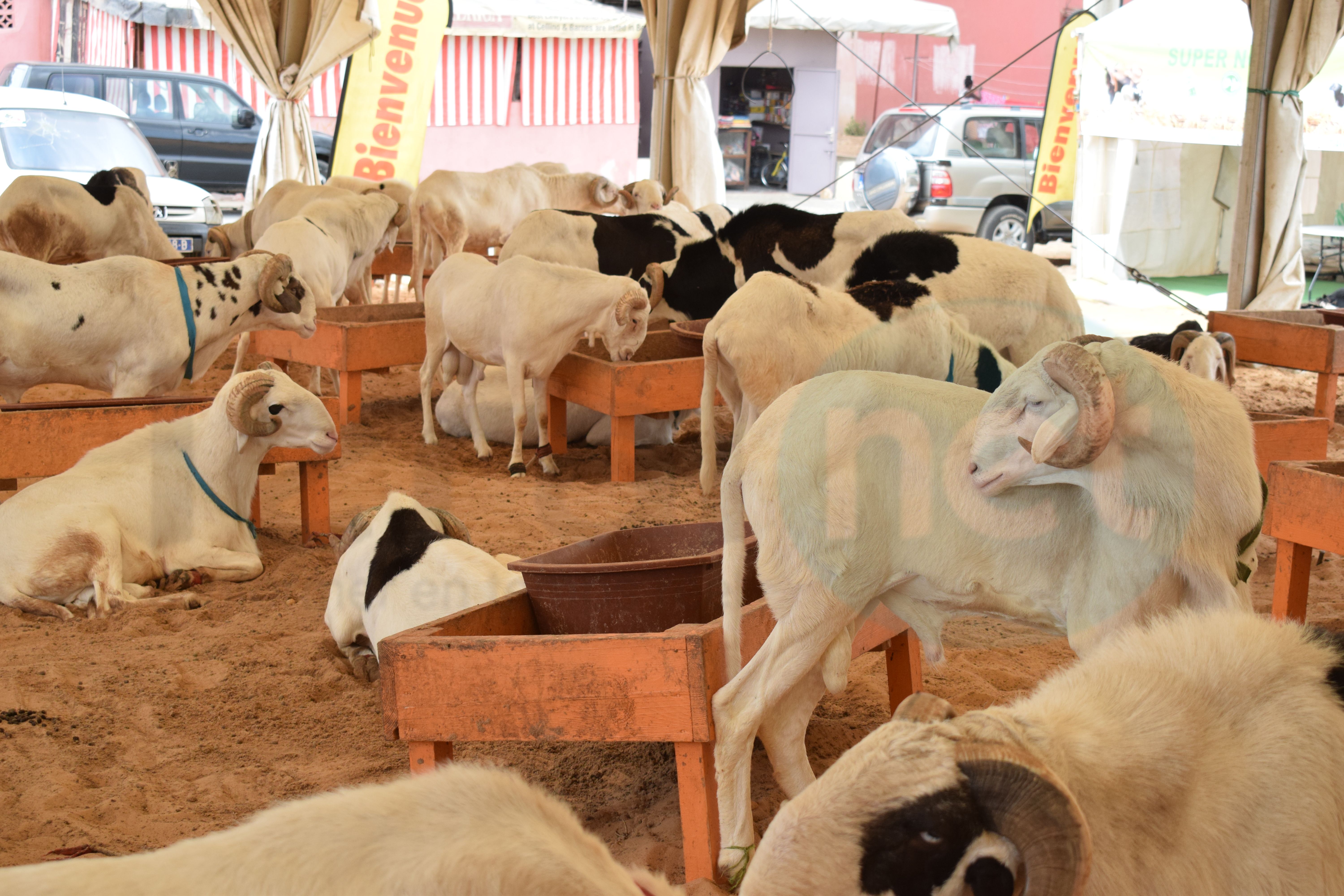 Bergerie Khadim Rassoul : Achetez un mouton moins cher