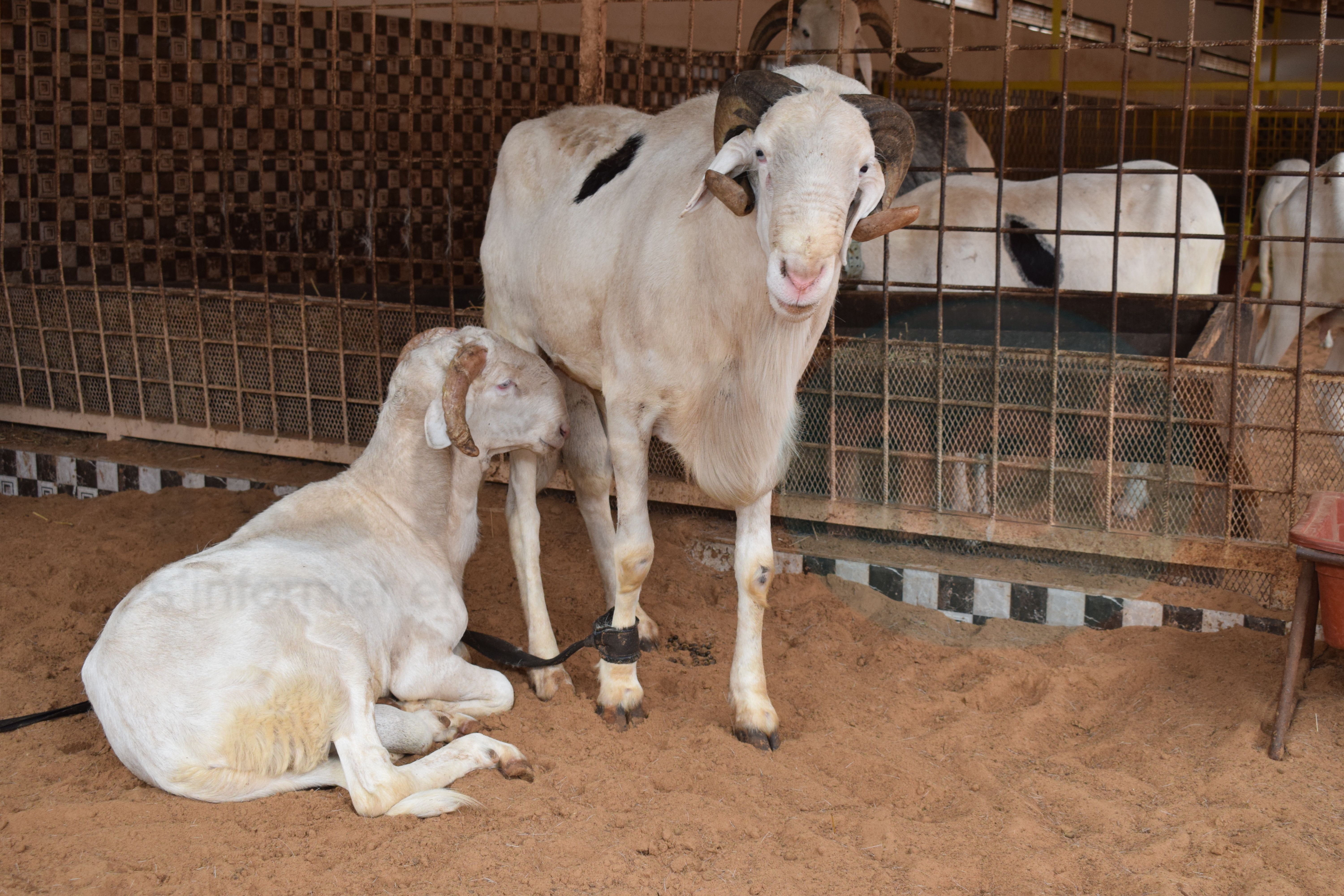 Bergerie Khadim Rassoul : Achetez un mouton moins cher
