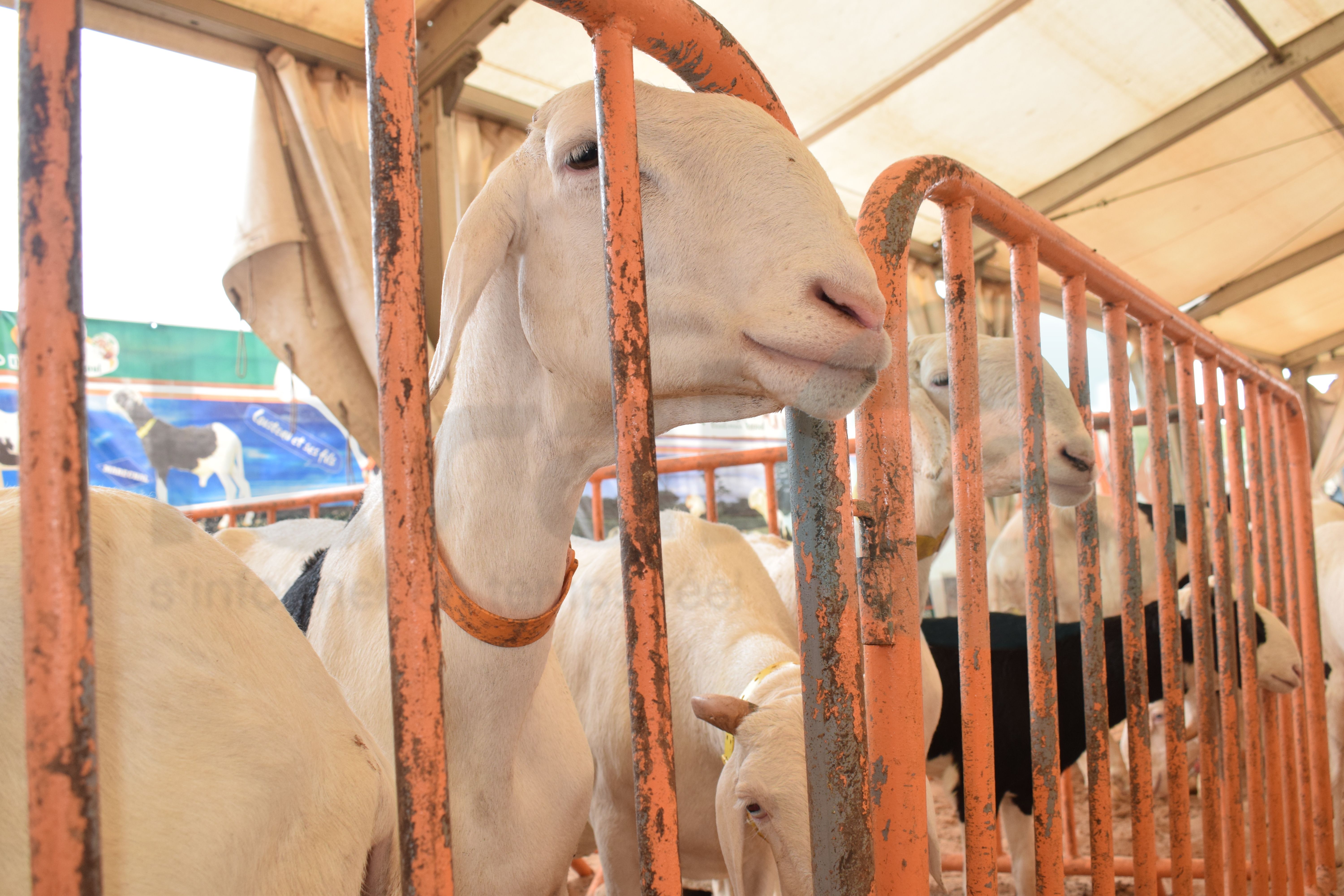 Bergerie Khadim Rassoul : Achetez un mouton moins cher