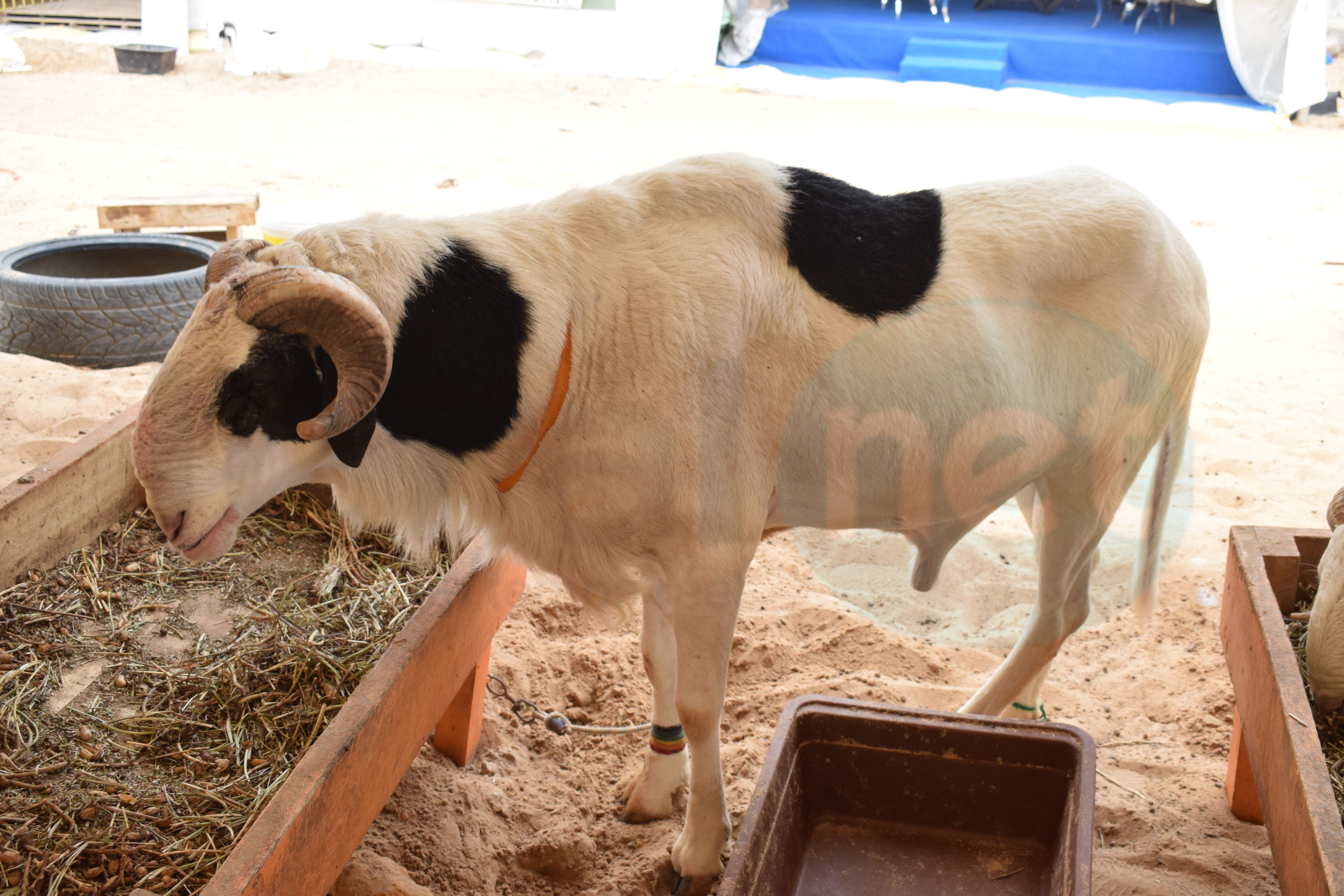 Bergerie Khadim Rassoul : Achetez un mouton moins cher