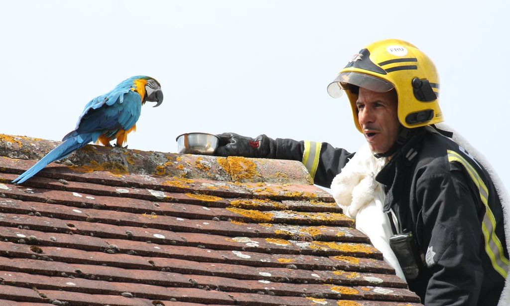 Quand un perroquet coincé sur un toit depuis trois jours dit au pompier qui essaye de le sauver, "d'aller se faire foutre"