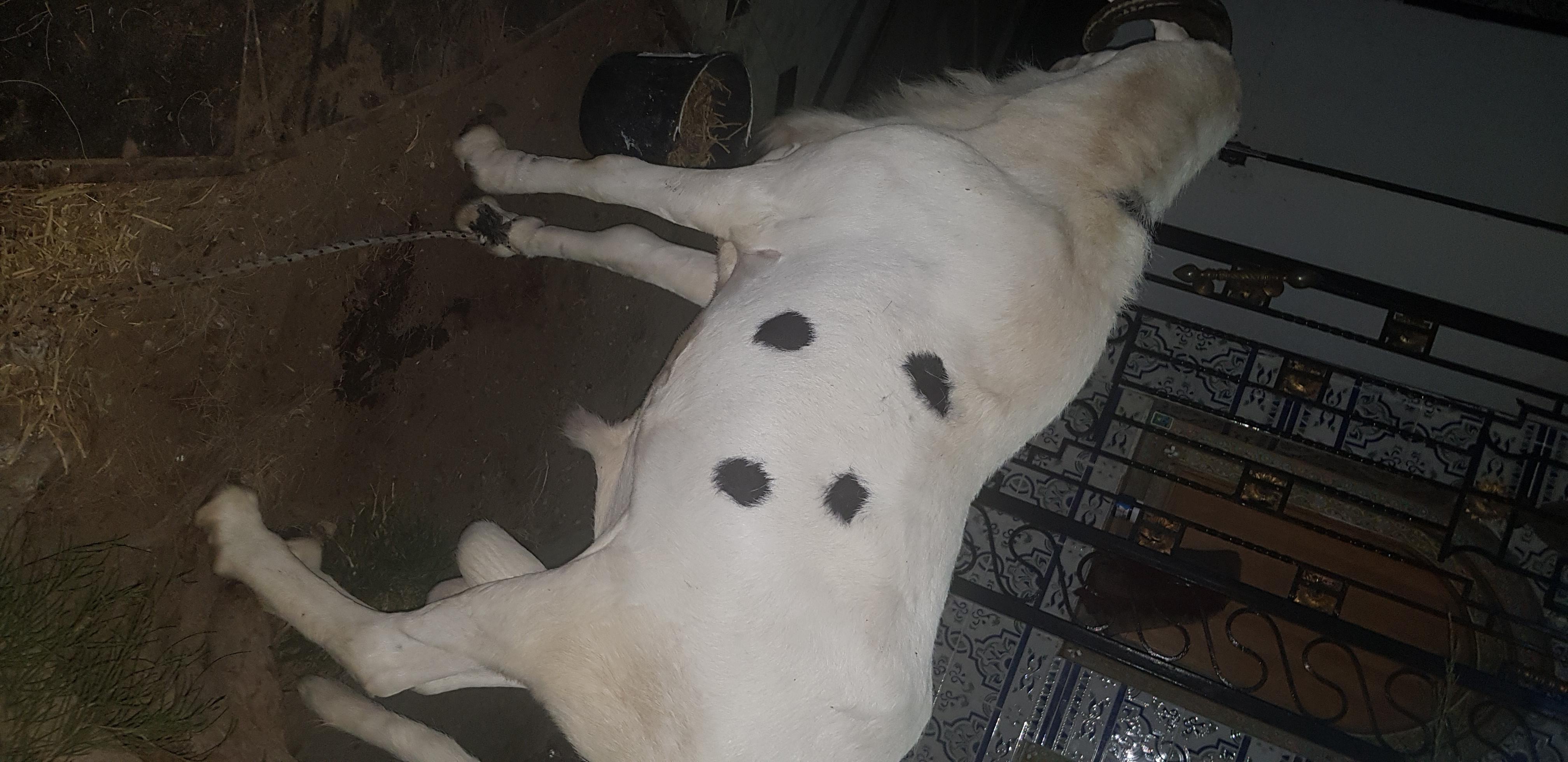 Le geste touchant de Macky qui offre son mouton de Tabaski à son ami Ahmed Khalifa Niasse
