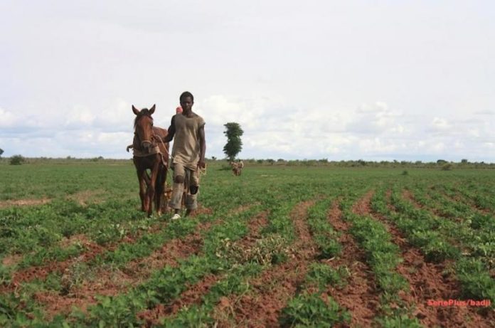 Déficit pluviométrique: Le monde rural dans la détresse !