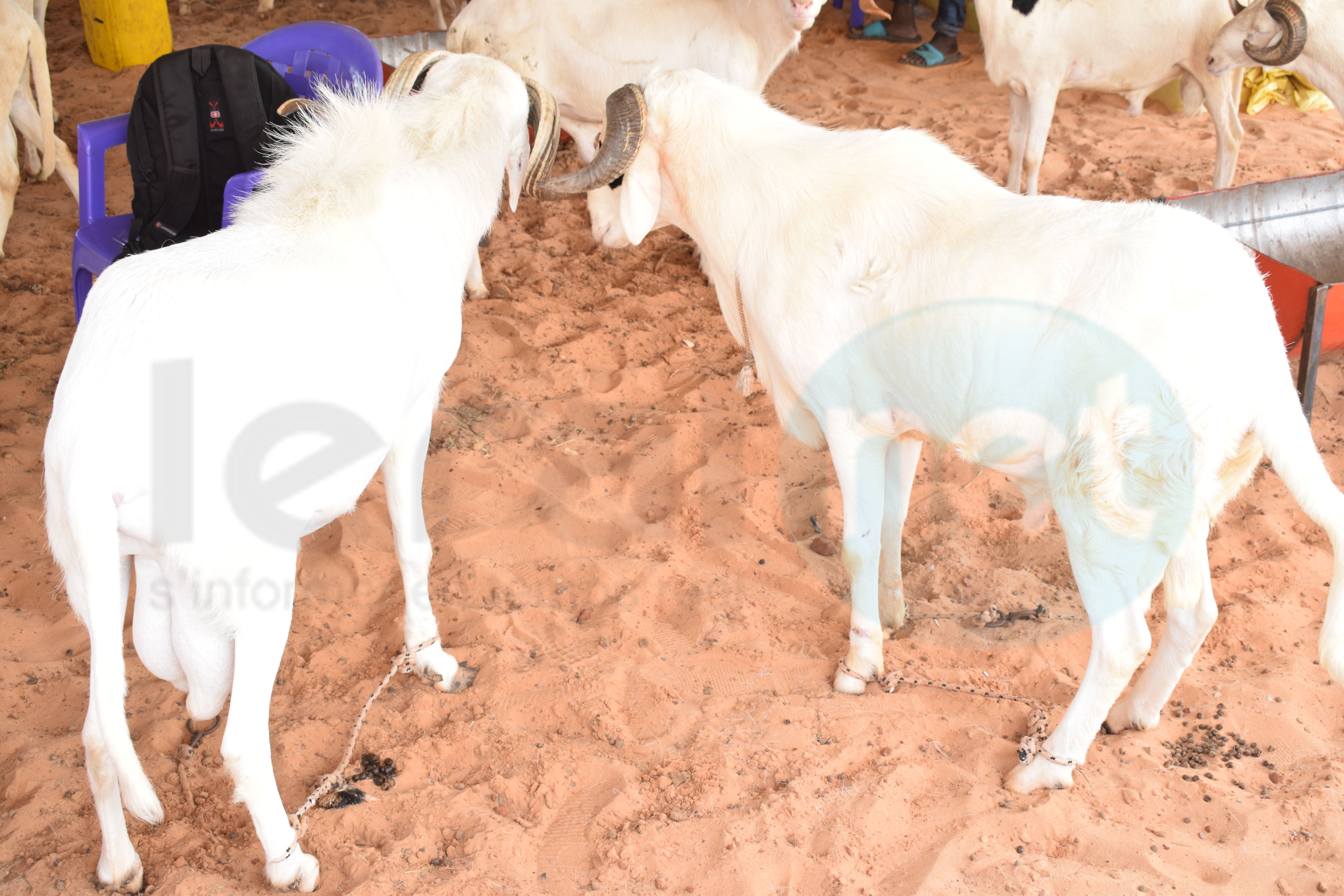 Elevage de moutons à Dakar: une activité lucrative malgré la cherté de l'aliment de bétail et l'insécurité