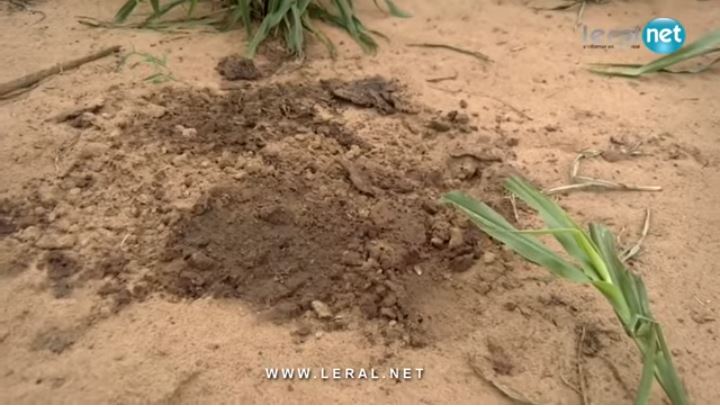 Keur Assane Tivaouane : Le vieux Assane Seck décapité à cause d'un litige relatif à un héritage foncier