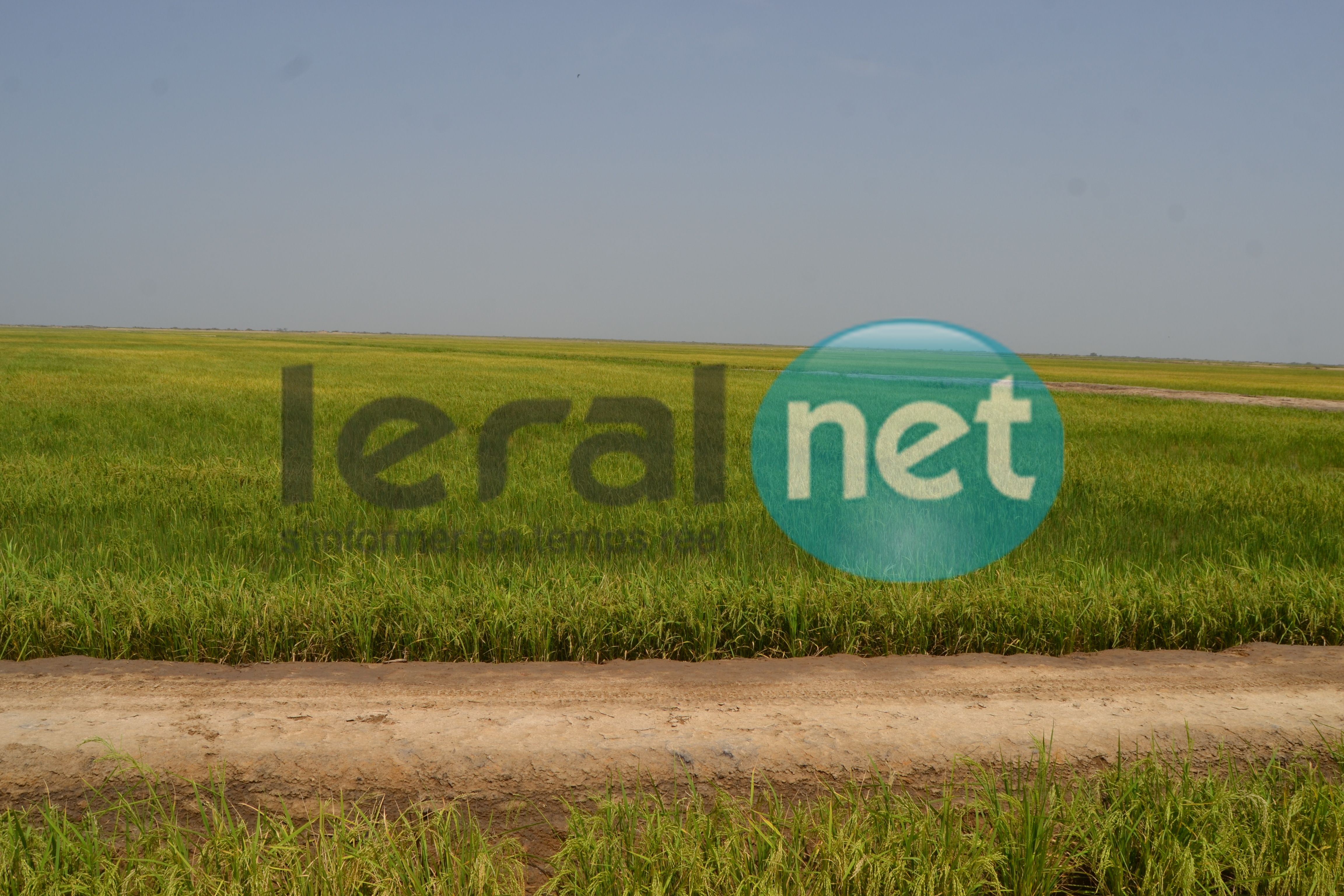 Autosuffisance en riz:  La Compagnie agricole de Saint-Louis (Casl) montre la voie 