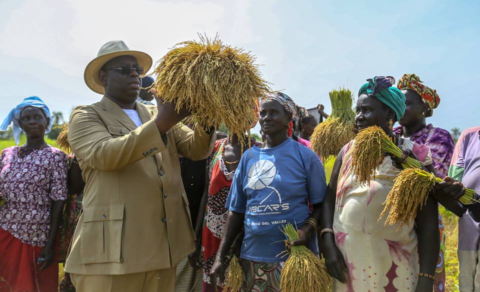 Photos : Macky Sall avec les femmes de Bignona dans les rizières de Diaroumé
