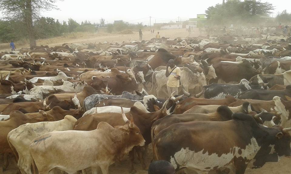 Des milliers de bœufs, 1000 moutons et 30 chameaux…: L’incroyable troupeau de Cheikh Béthio pour le Magal