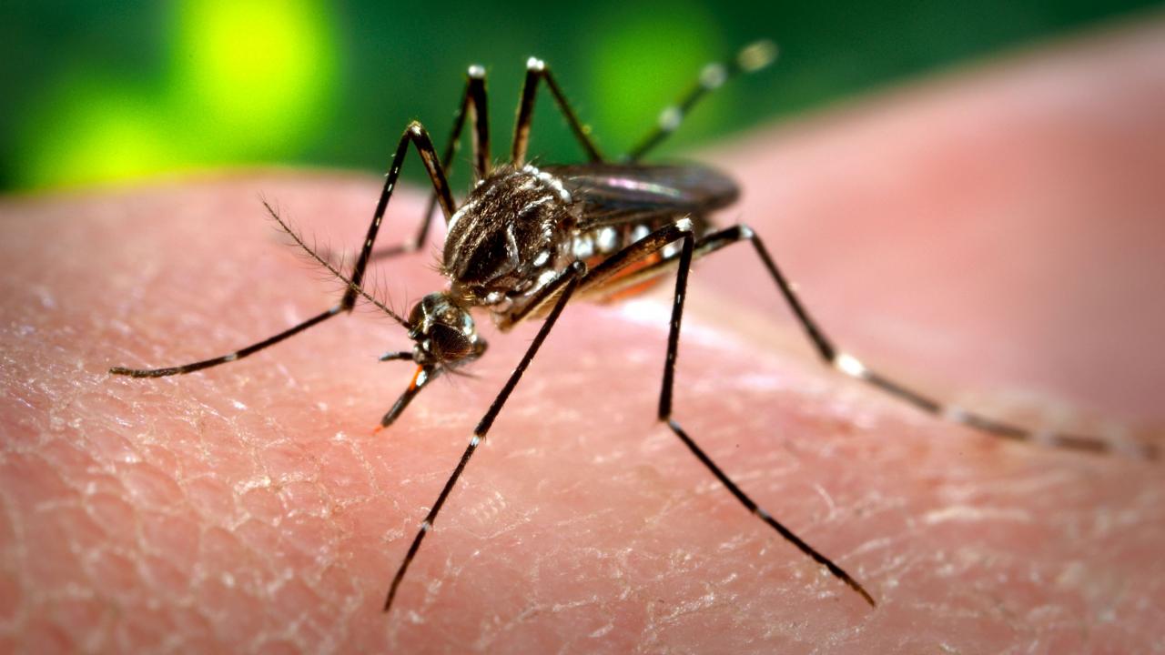 Sensibilisation sur l'épidémie de Dengue à l'occasion du Magal de Touba 2018