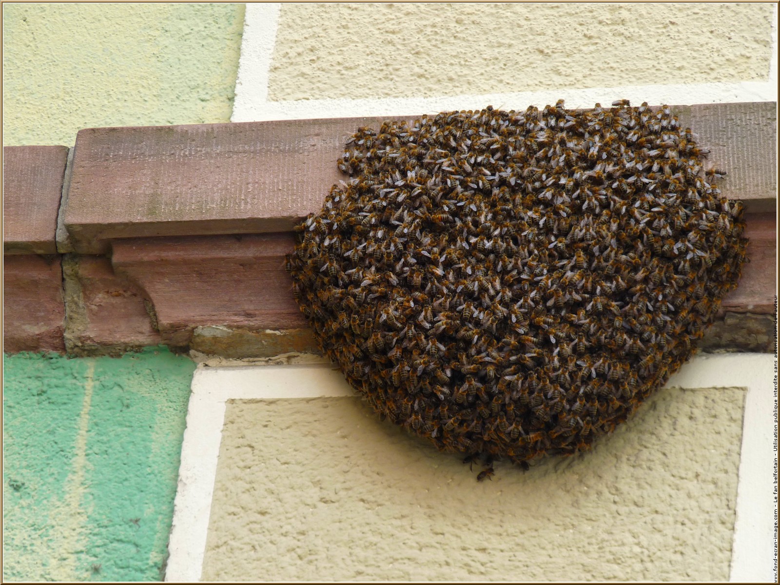 Des abeilles causent deux morts à Diourbel