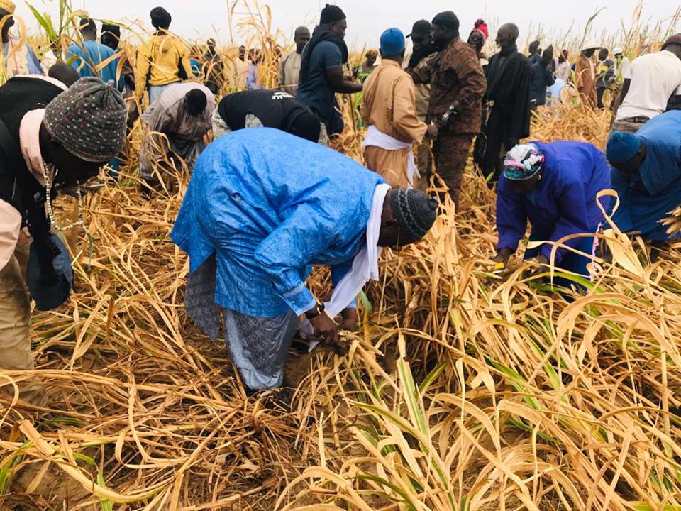 Samuel Sarr a répondu à l'Appel de Serigne Saliou Mbacké pour les travaux champêtres des champs de Lagane