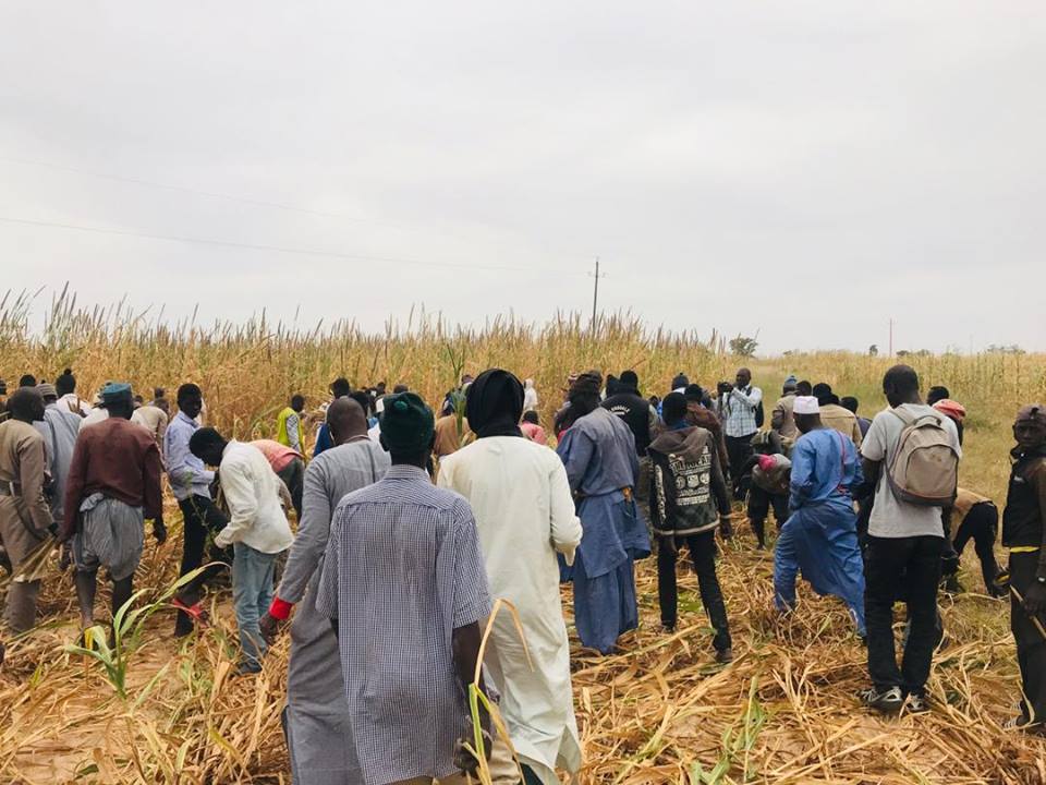 Samuel Sarr a répondu à l'Appel de Serigne Saliou Mbacké pour les travaux champêtres des champs de Lagane
