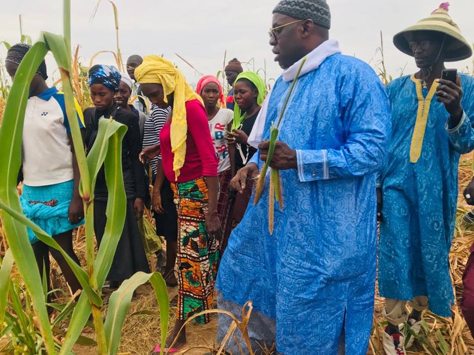 Samuel Sarr a répondu à l'Appel de Serigne Saliou Mbacké pour les travaux champêtres des champs de Lagane