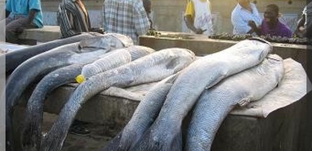 Matam : Un vendeur de poisson tue son ami