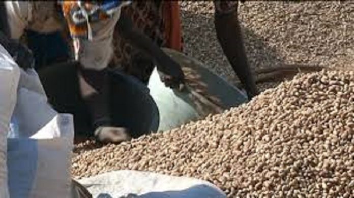 Commercialisation de l’arachide : les paysans du Saloum, dindons de la farce
