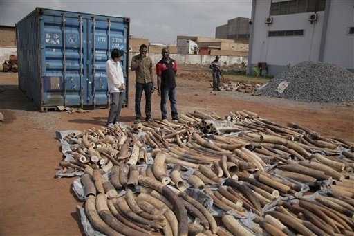 Le réseau de trafic d’ivoire de Soumbédioune tombe