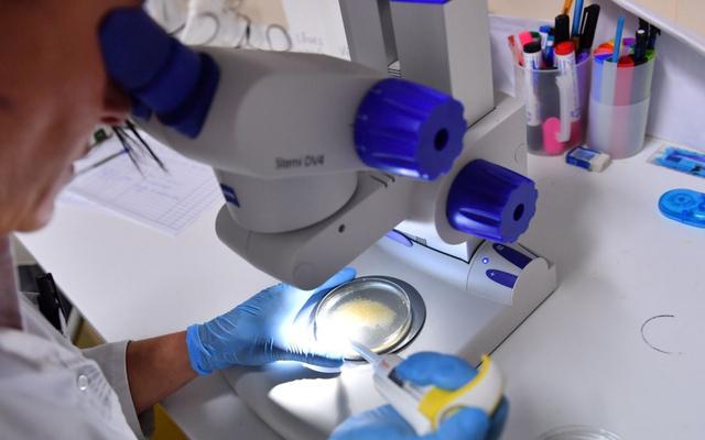 Le Candida auris, ce germe très résistant qui menace la santé mondiale