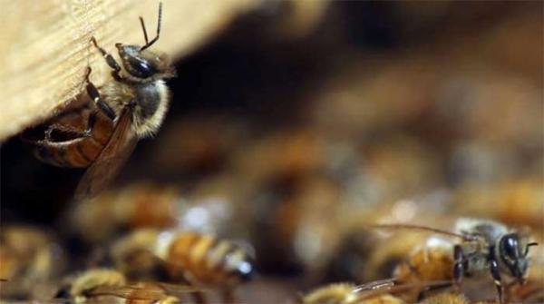 Kaffrine : les abeilles font encore des dégâts, 6 personnes évacuées à l’hôpital