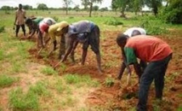 Campagne agricole : 75 mille tonnes de semences seront distribuées aux producteurs