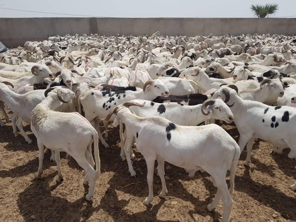 Fête de Tabaski: L’imam de Médina Baye mobilise 2 500 moutons pour les démunis