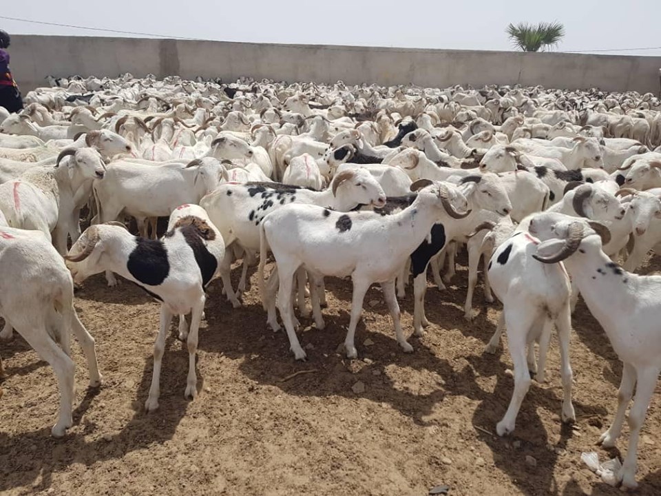Fête de Tabaski: L’imam de Médina Baye mobilise 2 500 moutons pour les démunis