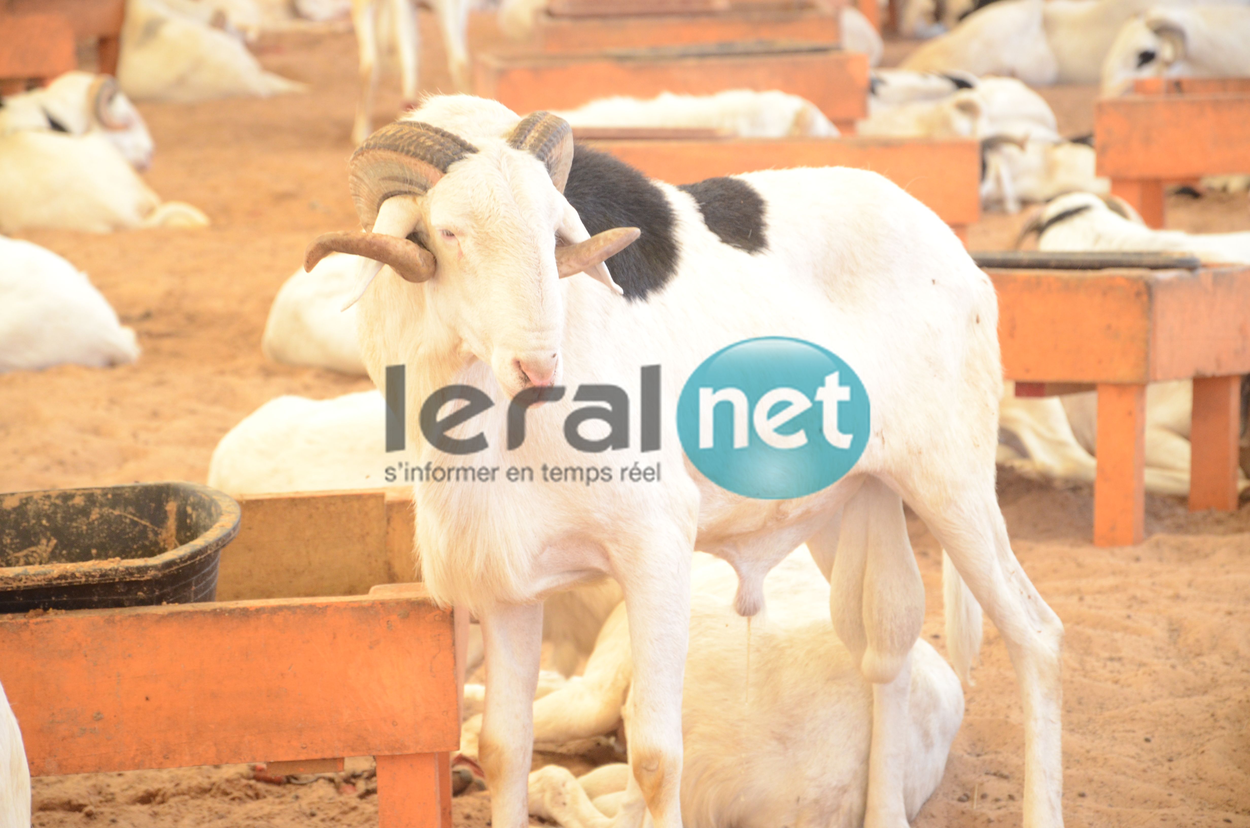 PHOTOS - A la découverte de la bergerie Khadim Rassoul, spécialiste du mouton "Ladoum"