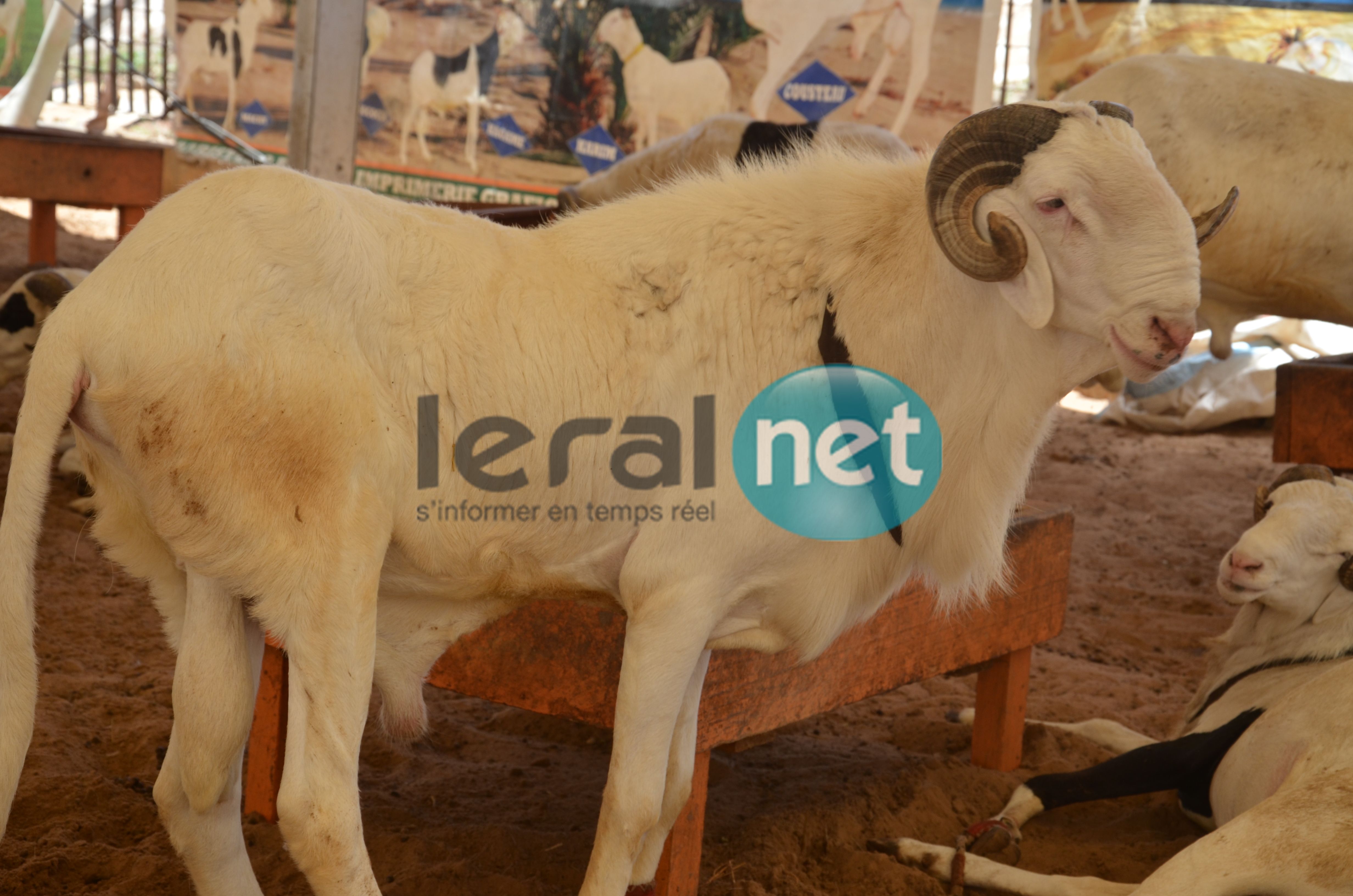 PHOTOS - A la découverte de la bergerie Khadim Rassoul, spécialiste du mouton "Ladoum"