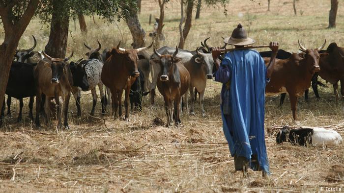Hivernage tardif et situation difficile pour le bétail: les éleveurs appellent l’Etat à l’aide