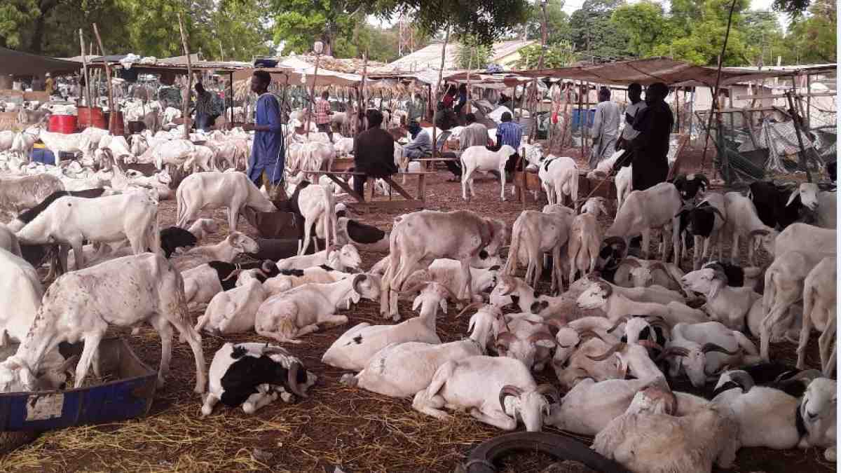 La Tabaski de galère de Bakary: A défaut d’un mouton, le géomètre se contente d’une brebis et essuie les pleurs de sa femme !