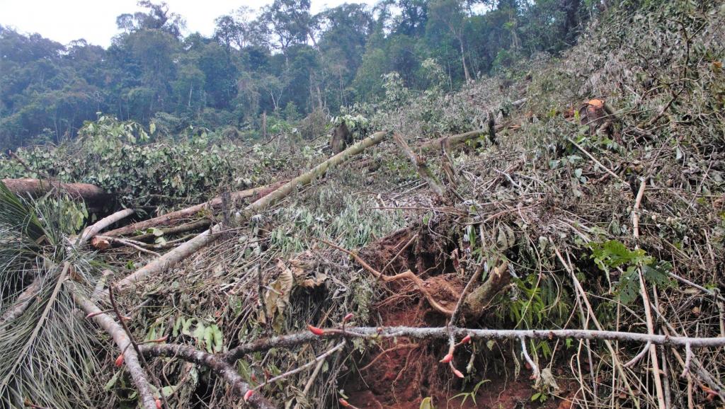 Pourquoi la forêt amazonienne brûle aussi en Bolivie