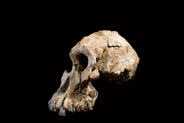 Le plus vieux crâne fossile d’australopithèque a été découvert en Éthiopie
