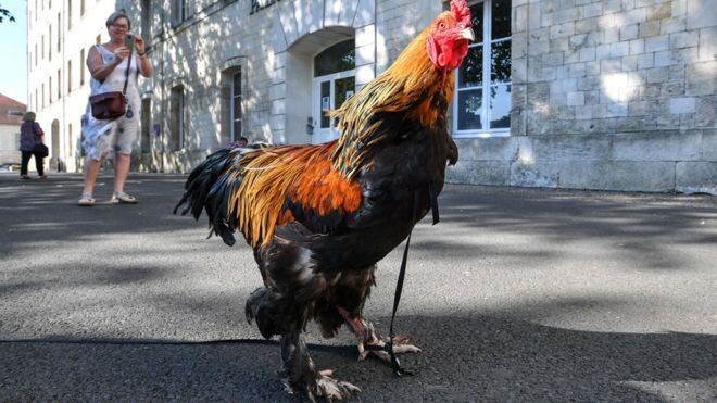 Un coq accusé de nuisance sonore, gagne son procès