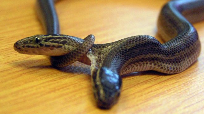 Un serpent à deux têtes découvert à Bali