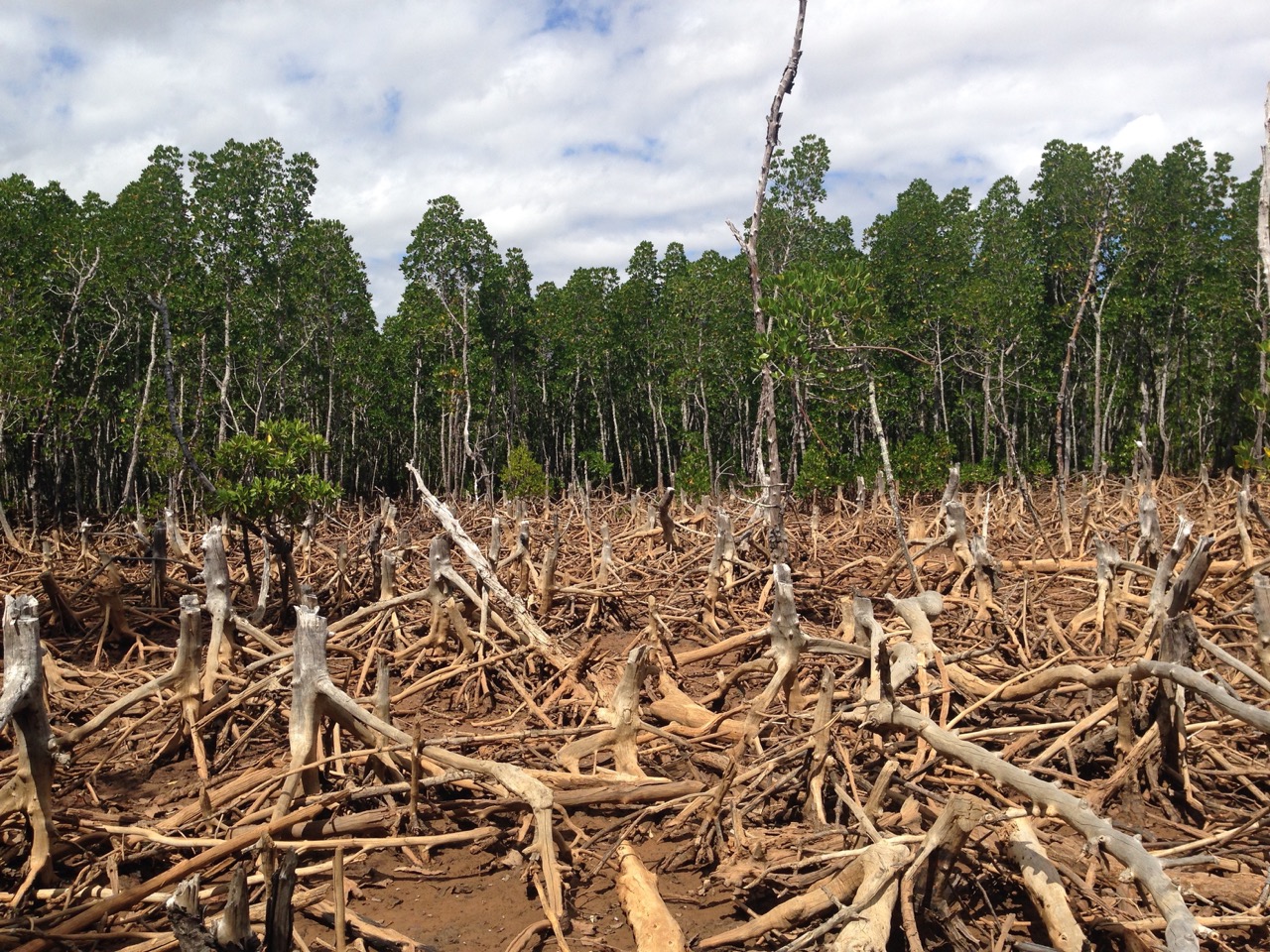 Mbellacadiao: Des cadres contre la déforestation et l'avancée des terres salées