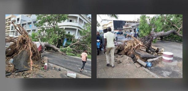 (Photos)- Orages à Dakar: Deux arbres terrassés par le vent sur l'avenue Lamine Guèye